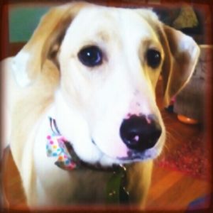 Meet your Posher, Chelsea