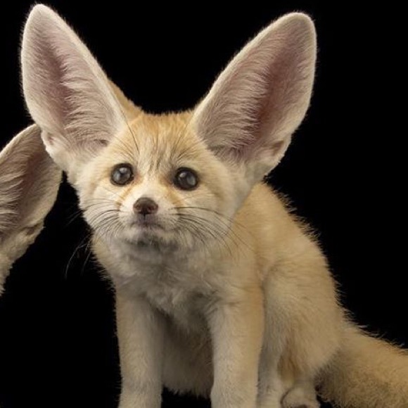 Meet your Posher, Elesha - Picture 1 of 1