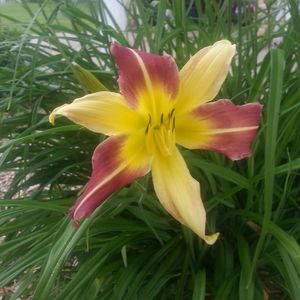 Meet your Posher, Bobbie