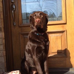 Meet your Posher, Bailey