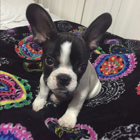 Meet your Posher, Glenda - Picture 1 of 1