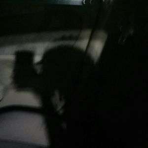 Meet your Posher, Francis