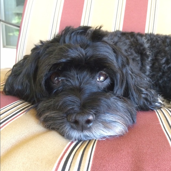 Meet your Posher, Cassidy - Picture 1 of 1