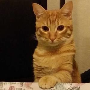 Meet your Posher, Sofia