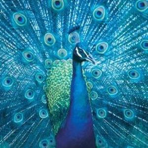 Meet your Posher, Mollie