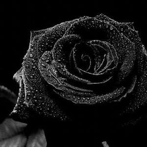 Meet your Posher, Sylvia