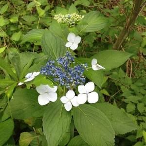 Meet your Posher, Penny