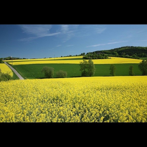 Meet your Posher, Pat - Picture 1 of 1