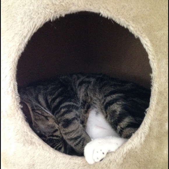 Meet your Posher, Rosalie - Picture 1 of 4