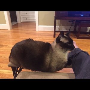 Meet your Posher, Lisa