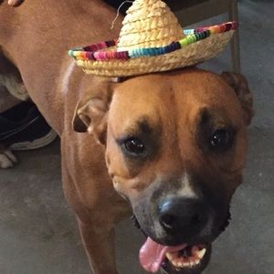 Meet your Posher, Alfredo