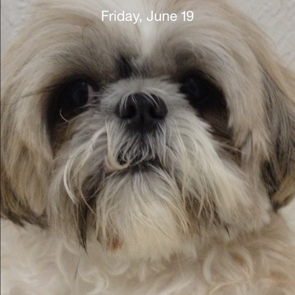 Meet your Posher, Rach - Picture 1 of 1