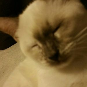 Meet your Posher, Joy