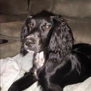 Meet your Posher, Dinah