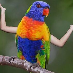 Meet your Posher, Donna