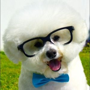 Meet your Posher, Ava