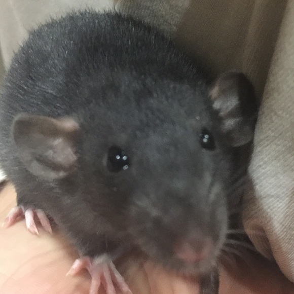 Meet your Posher, Kelly - Picture 1 of 1