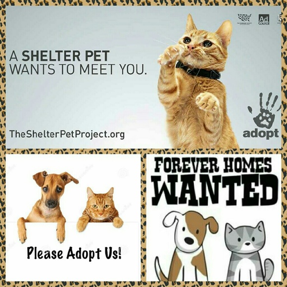 Raised $210 for the animal shelter 🐕🐈 Thank you! - Picture 3 of 4