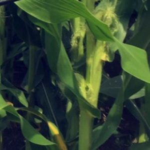 Meet your Posher, Maggie