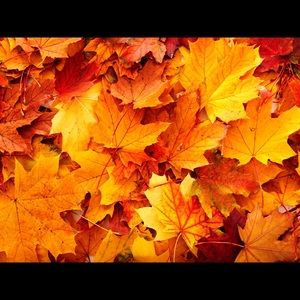 Meet your Posher, Ava