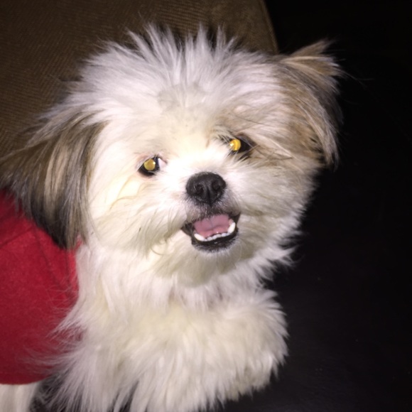 Meet your Posher, Tina - Picture 1 of 1