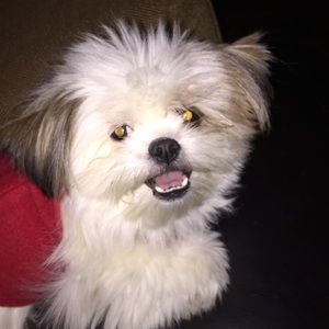 Meet your Posher, Tina