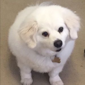 Meet your Posher, Amelia