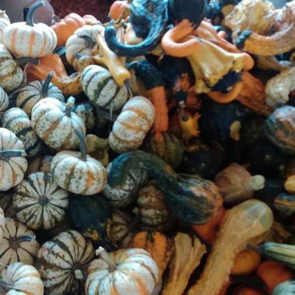 Meet your Posher, Laurie - Picture 1 of 1