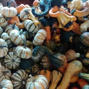 Meet your Posher, Laurie