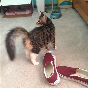 Meet your Posher, Carmen