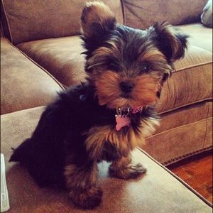 Meet your Posher, Amanda