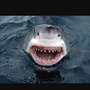 Meet your Posher, Peter