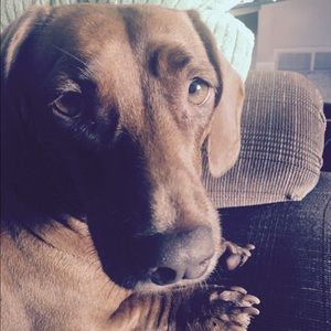 Meet your Posher, Alisha