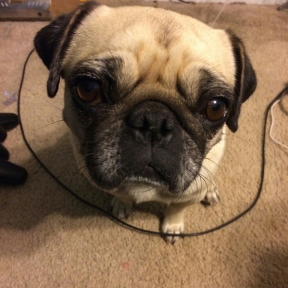 Meet your Posher, Crystal - Picture 1 of 1