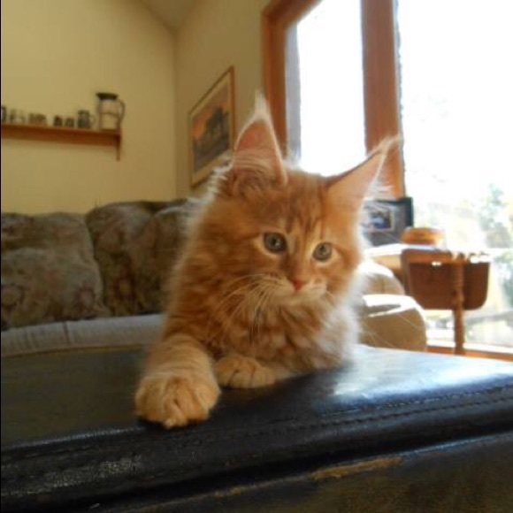 Meet your Posher, Kate - Picture 1 of 1