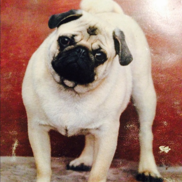 Meet your Posher, Elaine - Picture 2 of 4