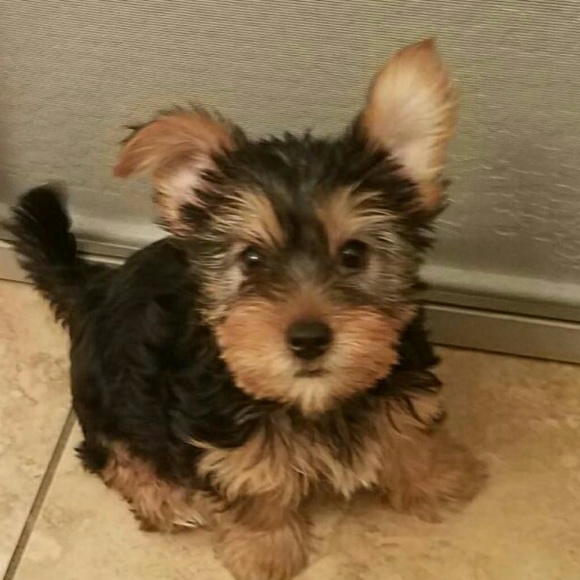 Meet your Posher, Alicia - Picture 5 of 8