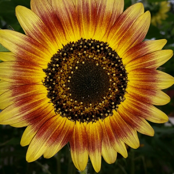 Meet your Posher, Amy - Picture 1 of 1