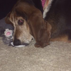 Meet your Posher, Sam