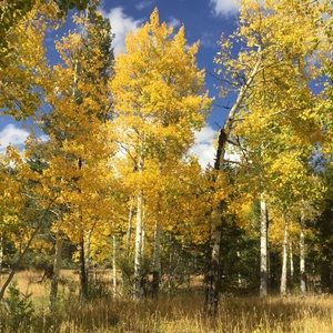 Meet your Posher, Bebe