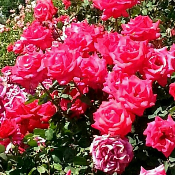 Meet your Posher, Kris