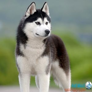 Meet your Posher, Khaled