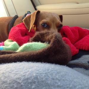 Meet your Posher, Cheri