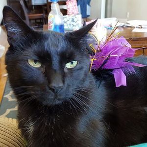 Meet your Posher, Diane