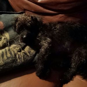 Meet your Posher, Pam