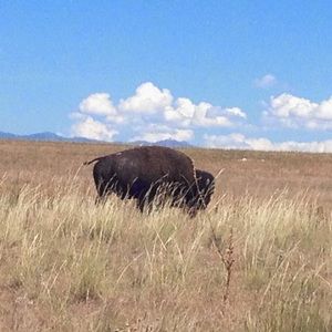 Meet your Posher, Maya