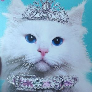 Meet your Posher, Lacy