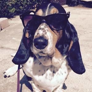 Meet your Posher, Dena