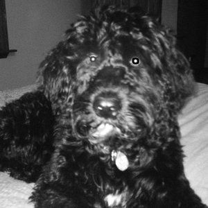 Meet your Posher, Alison