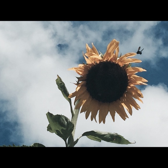 Meet your Posher, Carole - Picture 1 of 1